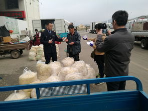 威海市人民政府 部門快訊 市食品藥品監管局二次突擊檢查威海市農副產品批發市場豆芽